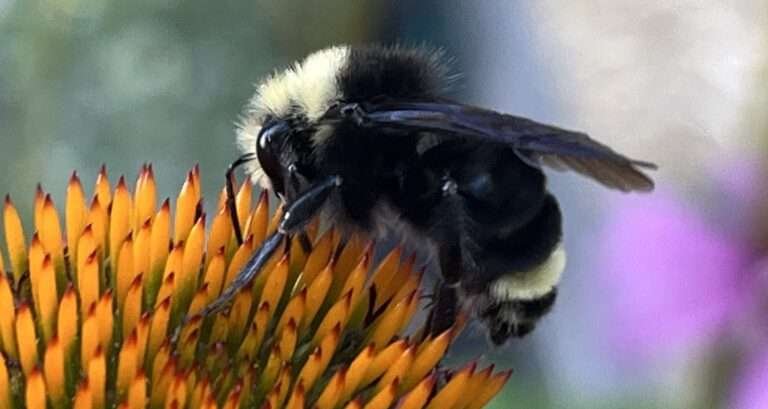 Oregon wild bumble bee on Echinacea flower by beesworld.org