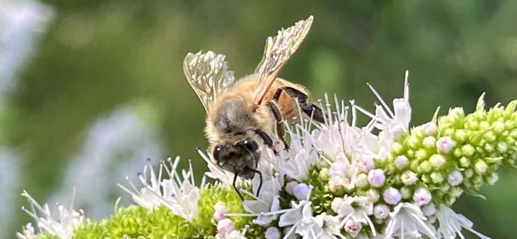 Life Cycle of a Honey Bee