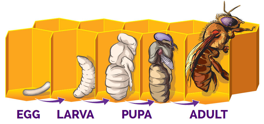 lifecycle 900px
