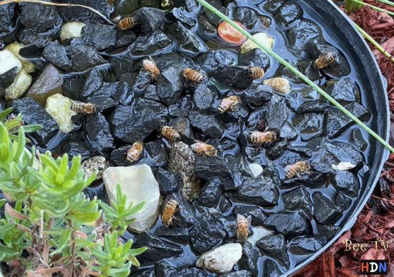 Bees getting fresh water from the water dish I set up for them. beesworld.org