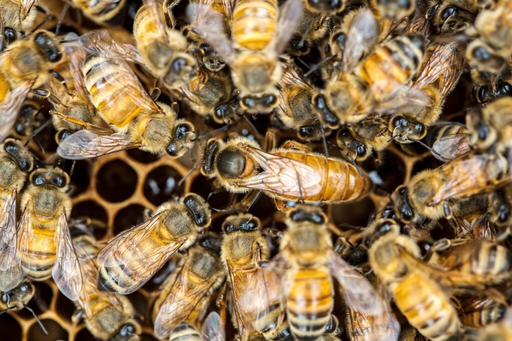 queen bee, bee, insects, macro, honey bee, winged insect, honeycomb, honey, swarm of bees, wing, hive, brood, hymenoptera, entomology, close, queen bee, queen bee, queen bee, queen bee, queen bee