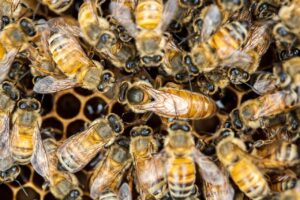 queen bee, bee, insects, macro, honey bee, winged insect, honeycomb, honey, swarm of bees, wing, hive, brood, hymenoptera, entomology, close, queen bee, queen bee, queen bee, queen bee, queen bee