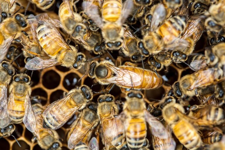 queen bee, bee, insects, macro, honey bee, winged insect, honeycomb, honey, swarm of bees, wing, hive, brood, hymenoptera, entomology, close, queen bee, queen bee, queen bee, queen bee, queen bee