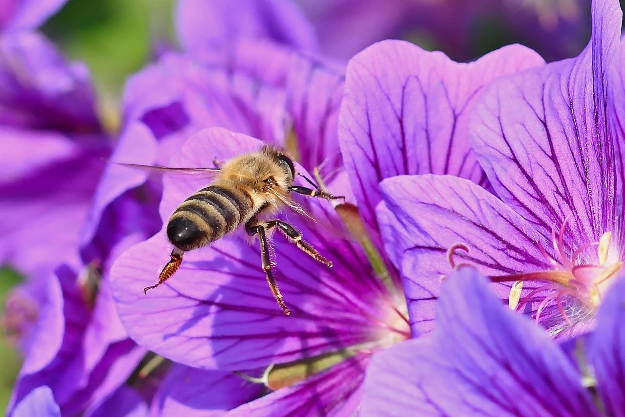 wild bee, insect, macro, collect nectar, close up, bee pollen, violet flowers