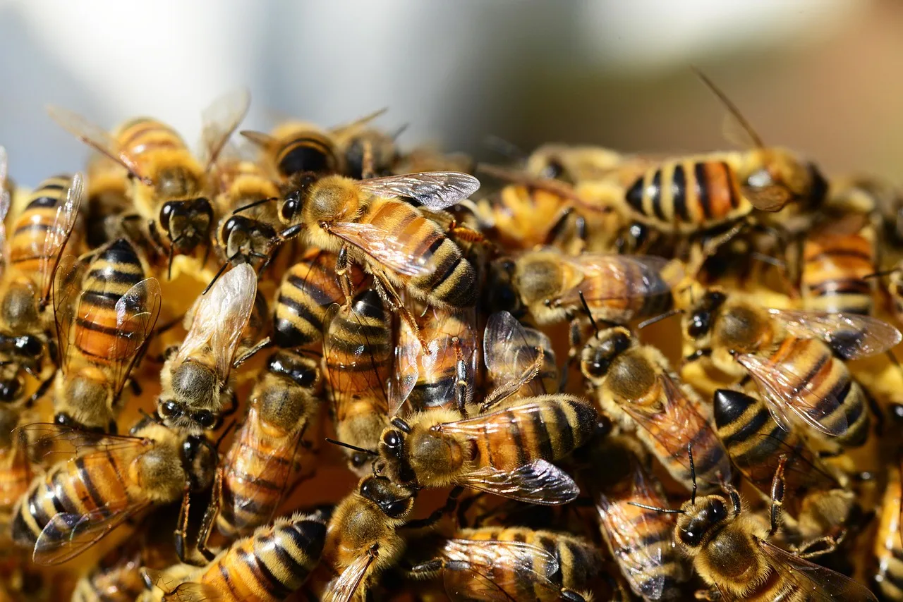 honey bees, beehive, honey, bees, swarm of bees, insects, wings, stripes, hive, brood, hymenoptera, entomology, beekeeping, close up, honey, bees, bees, bees, bees, bees