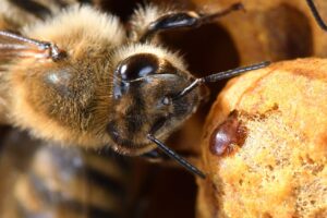 bee, varroa, parasite, mite, varroa destructor, honeybee, insect, nature, virus, beekeeper, beekeeping, beehive, macro, varroa, varroa, varroa, varroa, varroa