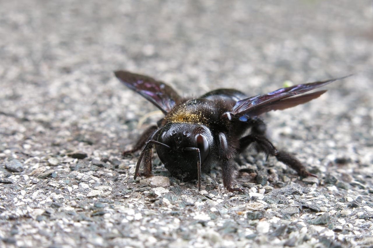 carpenter bee, bee, insect, wing, nature, close up, wild bee