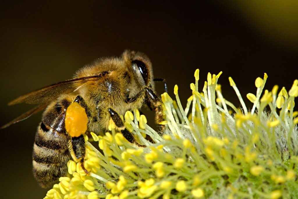 bee, insect, nectar, nature, honey bee, animal, pollination, closeup