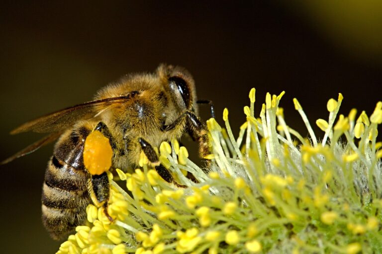 bee, insect, nectar, nature, honey bee, animal, pollination, closeup