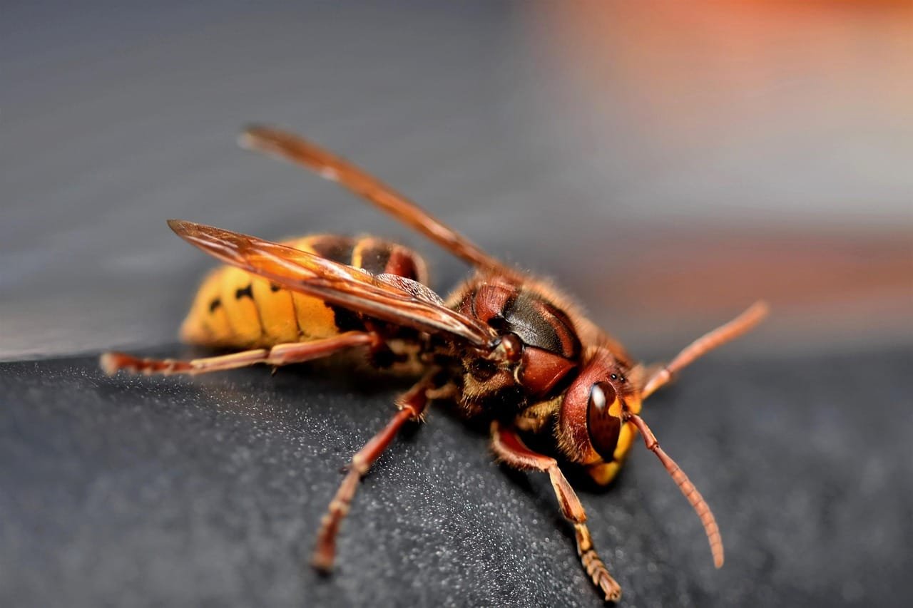european hornet, hornet, insect, wasp, close up, entomology, species, macro, hornet, hornet, hornet, hornet, hornet, wasp, wasp