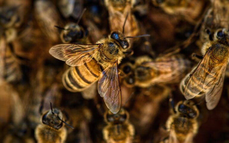 bees, wings, insects, honey, nature, pollination, pollen, honeycomb, yellow, hive, beehive, buzz, sting, brown nature, brown natural, brown bee, bees, bees, bees, bees, bees