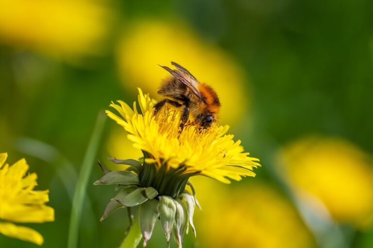 insect, bumblebee, pollen, pollination, dandelion, macro, biotope, wing, flying, sting, honey, blossom, bloom, nature, world bee day, yellow