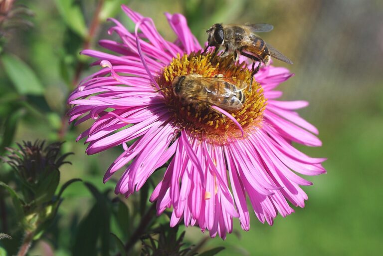 flower, bee, pollination, bloom, insect, entomology, macro, flower wallpaper, aster, pink flower, wings, nectar, pollinate, flora, pink aster, garden, nature, flower background, pollen, beautiful flowers, working bees, honey, a pair of bees, bees on the flower, cereal, in bloom