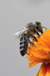 bee, insect, wings, closeup, pollination, nature, macro, bee, bee, bee, bee, bee
