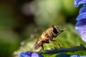 bee, insect, winged insect, wings, nature, hymenoptera, entomology, macro, bee