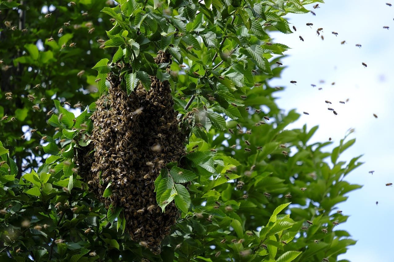 insects, bees, wild bees, wild, bee colony, honey bees, nature