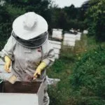 apiary, bee, bee farm, beehive, beeswax, garden, harvest, honey, honeycomb, nature, lid, outdoors, people, protective gear, summer, vegetation, bee keeper, world bee day