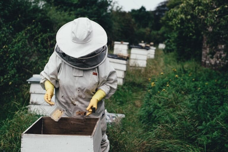 apiary, bee, bee farm, beehive, beeswax, garden, harvest, honey, honeycomb, nature, lid, outdoors, people, protective gear, summer, vegetation, bee keeper, world bee day