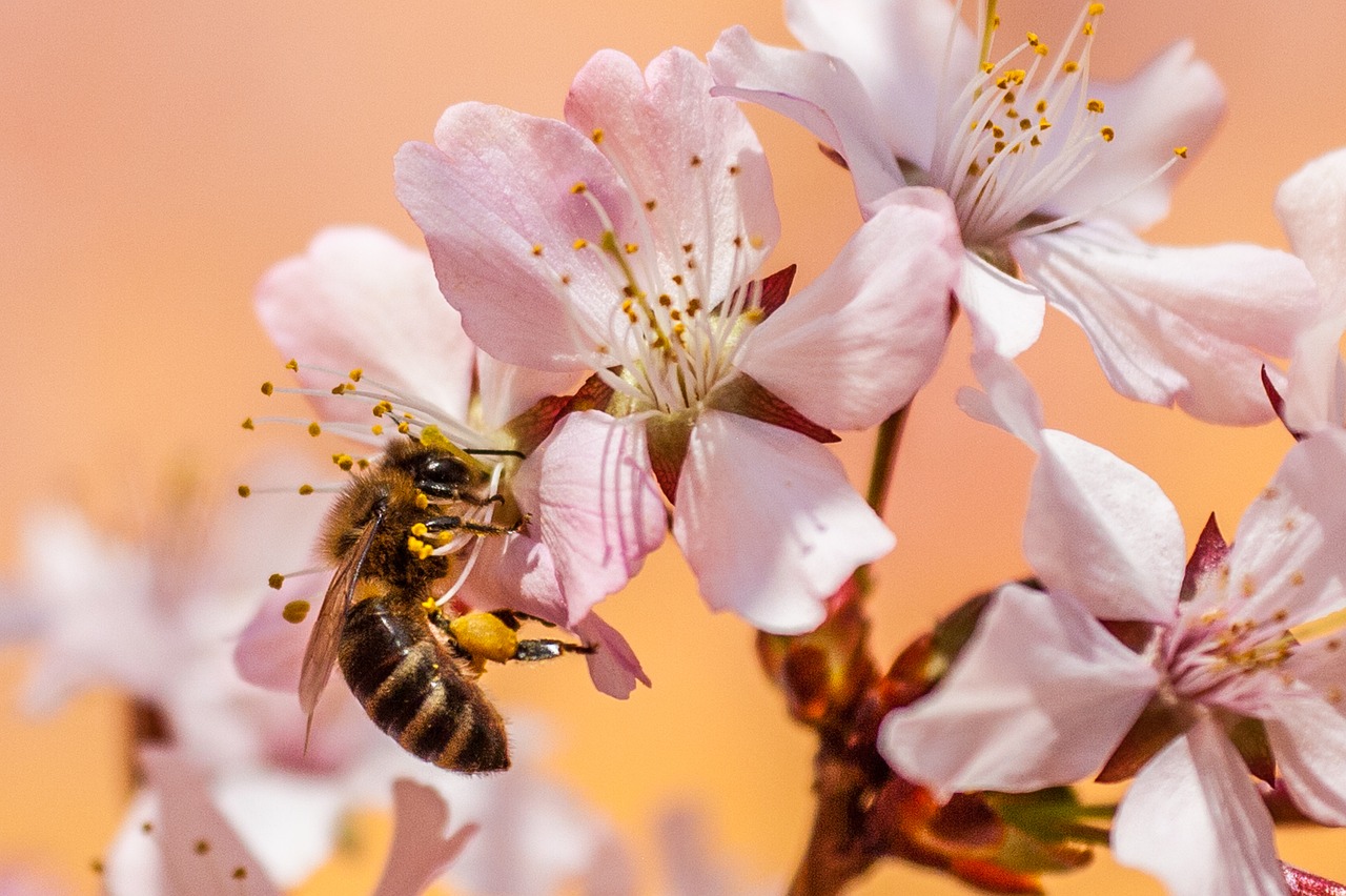 bee, insect, honey bee, pollen, garden, nectar, nature, bloom, blossoms, collect, close up, pollination, world bee day, bee, bee, bee, bee, bee, honey bee
