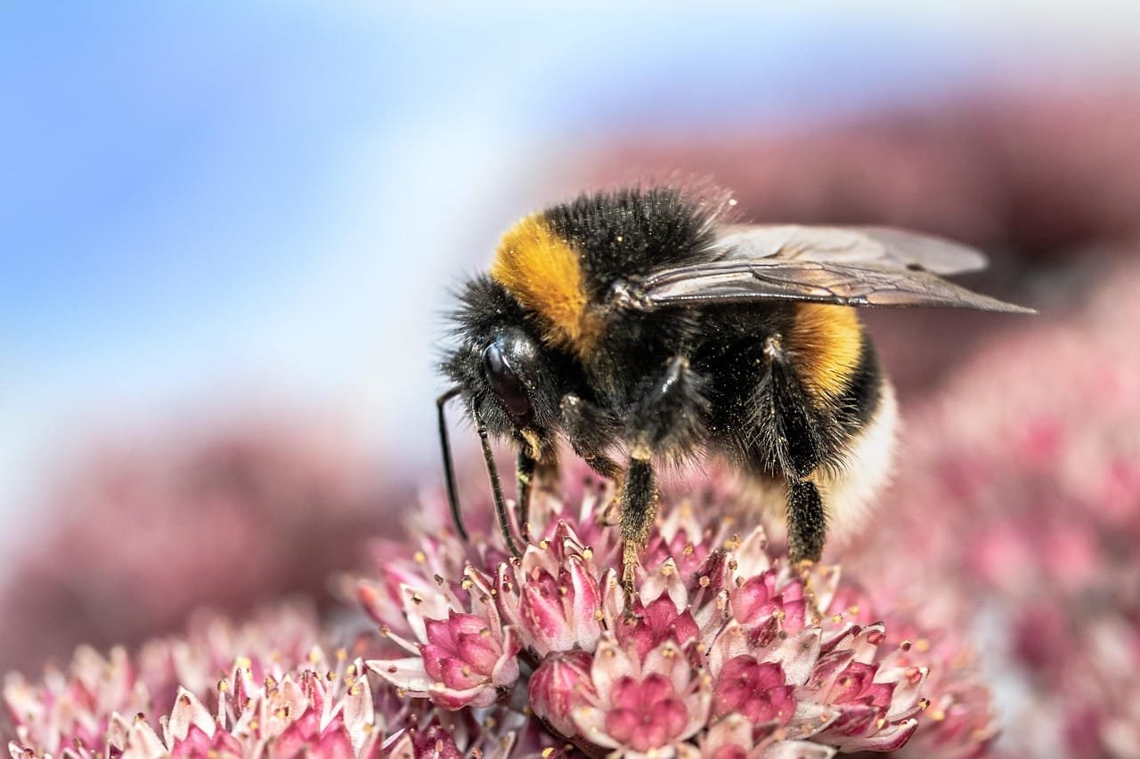 heath-the bumble bee, kryptarum-the bumble bee, hymenoptera, bumblebee, bombus, insect, suck nectar, pollination, hair, close up, nature, wildlife, animal, blossom, bloom, stonecrop, carbuncle stone, sedum telephium, bumblebee, bumblebee, bumblebee, bumblebee, bumblebee
