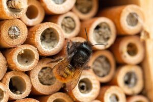 wasp, insects, field wasp, yellow, nature, animals, sting, wild bee, bee, mason bee, mason bee, mason bee, mason bee, mason bee, mason bee