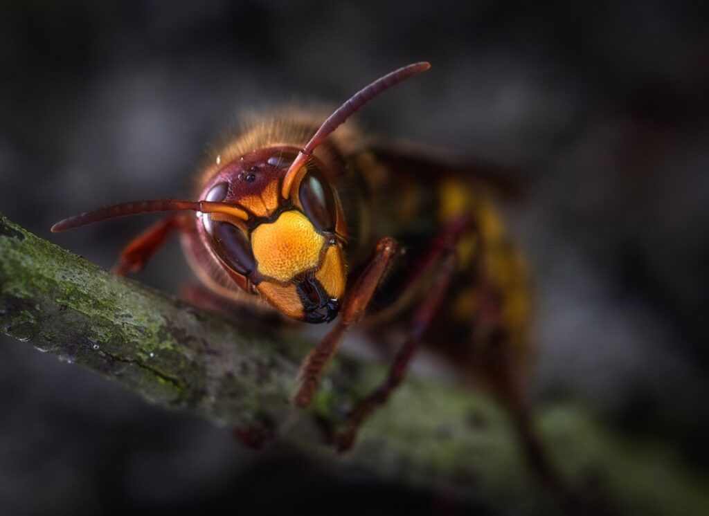 hornets, hornet, hornet queen, insect, close up, nature, animal, useful, wasp, macro, macro shots, hornet, hornet, hornet, hornet, hornet, wasp, wasp
