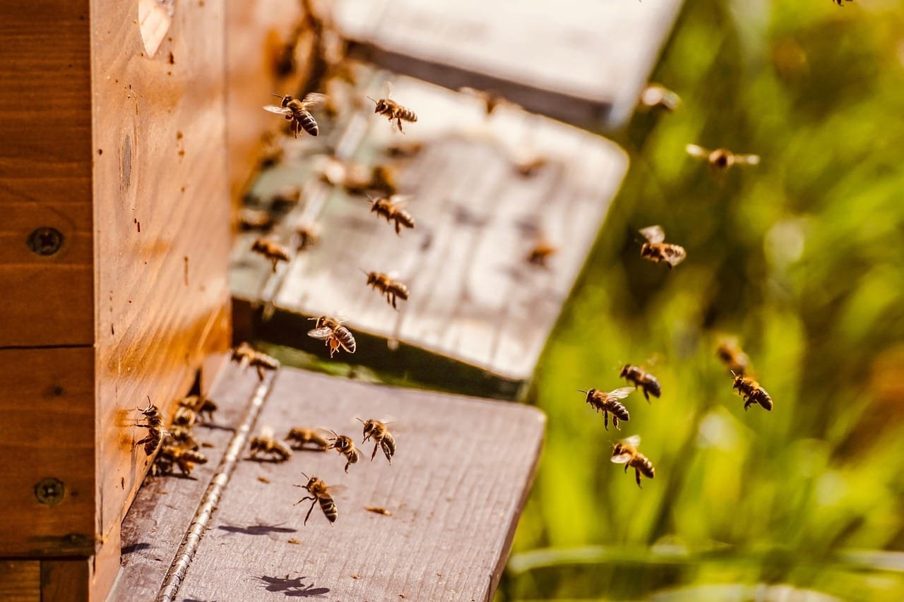 beehive, bee colony, honey bees, bees, bee keeping, swarm of bees, honey, bee breeding, insects, work, honey bee, honey production, flying insect, to hum, flying, beehive, beehive, beehive, beehive, beehive, honey bees, bees, bees, bees, bees, bee keeping, bee keeping, bee keeping, honey, honey bee, honey bee