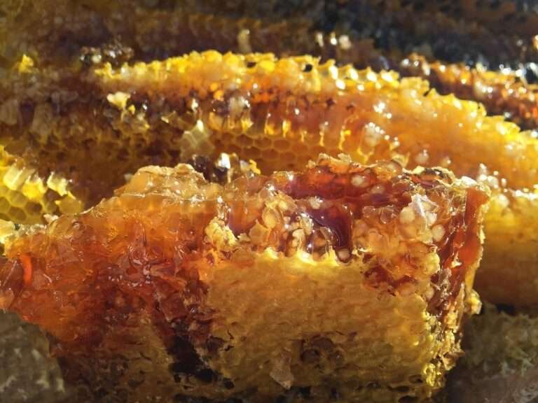 soil honey, original ecology, natural, honey, honeycomb, world bee day, honey, honey, honey, honey, honey, honeycomb, honeycomb, honeycomb