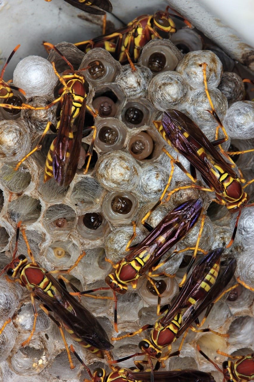 wasp, nest, hive, colony, insect, macro, bee, cell, sting, worker, hexagon, nature, beehive, yellow, stinger, many, brown bee