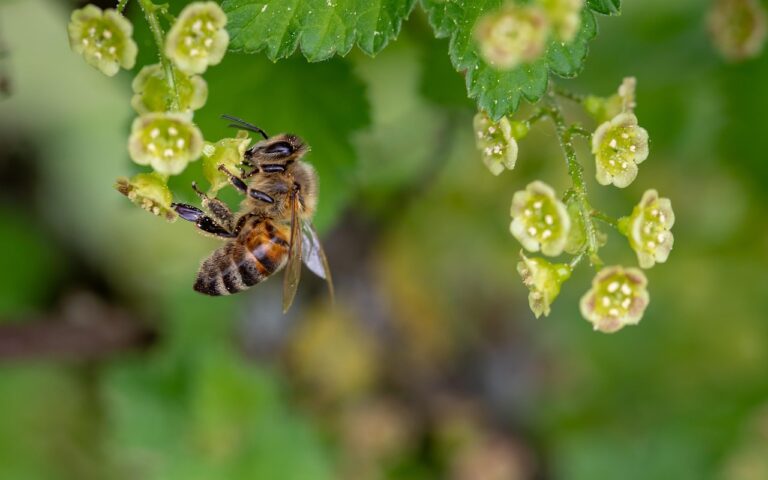 bee, flower wallpaper, flower background, insect, pollinate, pollination, flower, winged insect, beautiful flowers, wings, nature, hymenoptera, entomology, macro, honey bee, nectar, close up, animal, world bee day