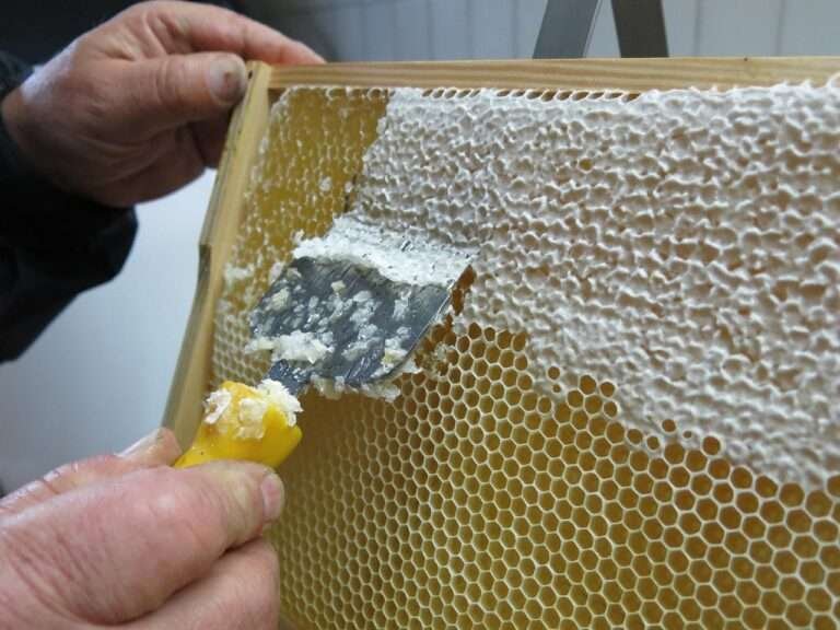 honey, honeycomb, to uncover, frame, pikeperch, beekeeper, honey, honey, honey, honey, honey, honeycomb, honeycomb, honeycomb, beekeeper