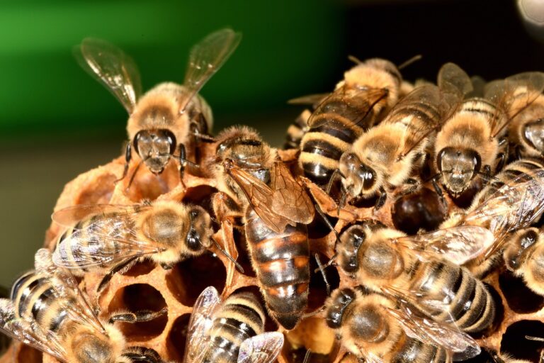 bees, beekeeping, insect, wings, honey comb, honey, honeybee, animal, queen, carnica, nature, fauna, carniolan honey bee, honey comb, honey comb, honey comb, honey comb, honey comb, honeybee, honeybee, honeybee, honeybee, honeybee