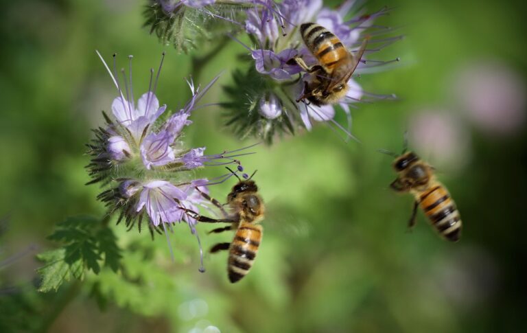 bees, honey bees, pollination, phacelia, bee friend, tufted flower, insects, nectar, garden, nature, bees, bees, bees, bees, bees, phacelia