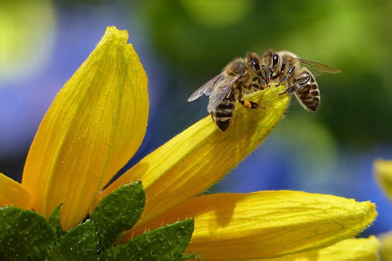bee, flower wallpaper, honey bee, apis, beautiful flowers, insect, flower background, flower, nature, garden