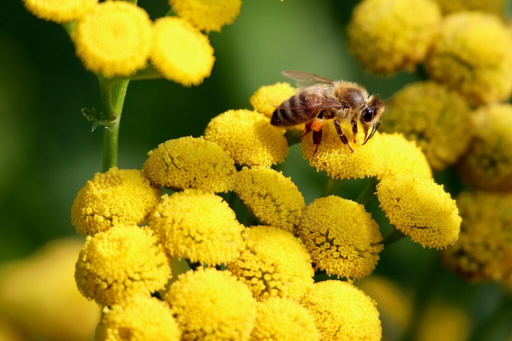 tansy, honey bee, insect, pollinate, pollination, yellow flowers, inflorescences, blooming, garden, nature, close up
