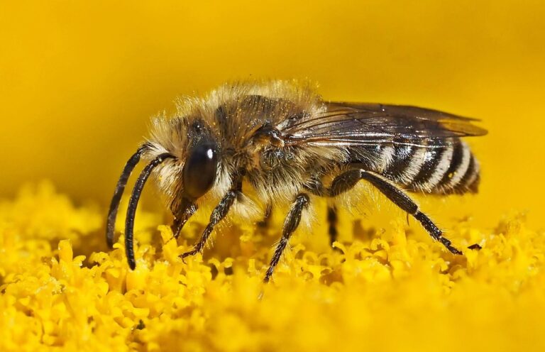 silk bee, wild bees, bee hotel, pollen, insect, close up