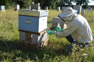 varroa, oxalic acid, sublimation, sublimox, varroa, varroa, varroa, varroa, varroa, oxalic acid, oxalic acid, oxalic acid
