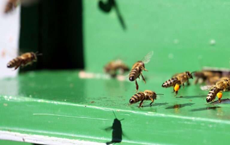 hive, beehive, nature, bee, bees, animals, insect, landing, green bee