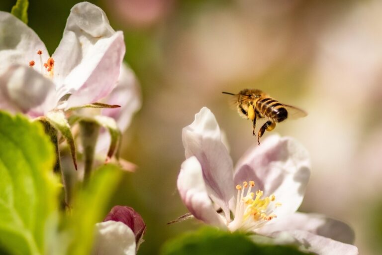 bee, apple blossom, flowers, honey bee, insect, flying, flower wallpaper, pollination, plant, apple tree, spring, garden, beautiful flowers, flower background, nature, closeup