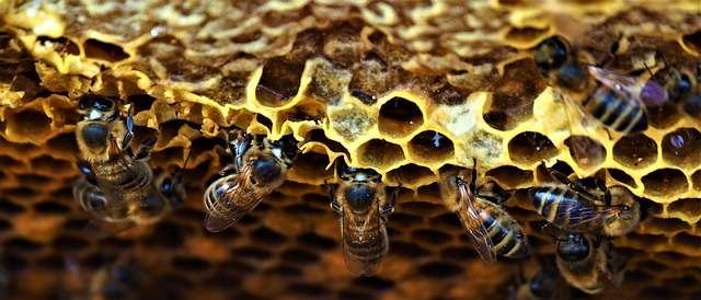 hive, bees, insects, honey, beekeeping, nature, workers, hive, hive, hive, hive, hive, beekeeping, beekeeping, beekeeping, beekeeping