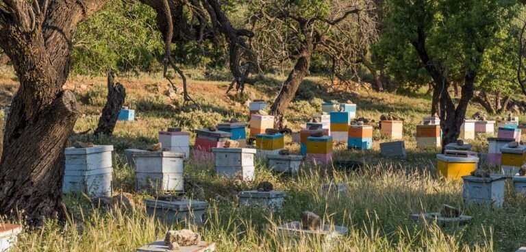 beehives, trees, greece, woodland, bees, nature, hive, beehives, beehives, beehives, greece, greece, greece, greece, greece, hive, hive, hive, hive, hive