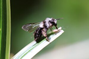 sandy bee, wild bee, bee, hymenoptera, insect, wing, close up, nature, animal, wild bee, wild bee, wild bee, wild bee, wild bee