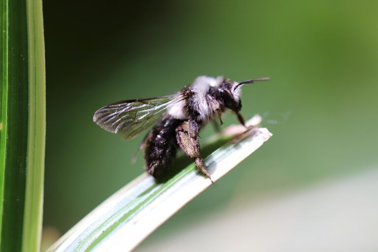sandy bee, wild bee, bee, hymenoptera, insect, wing, close up, nature, animal, wild bee, wild bee, wild bee, wild bee, wild bee