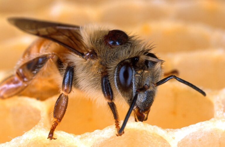 bee, honeybee, honeycomb, close-up, macro, insect, bee mite, on back, varroa destructor, parasitic, mite, honey bee, apis cerana, apis mellifera, disease, varroatosis, orange honey, orange bee, orange closed, honeybee, honeybee, honeybee, honeybee, honeybee, honey bee