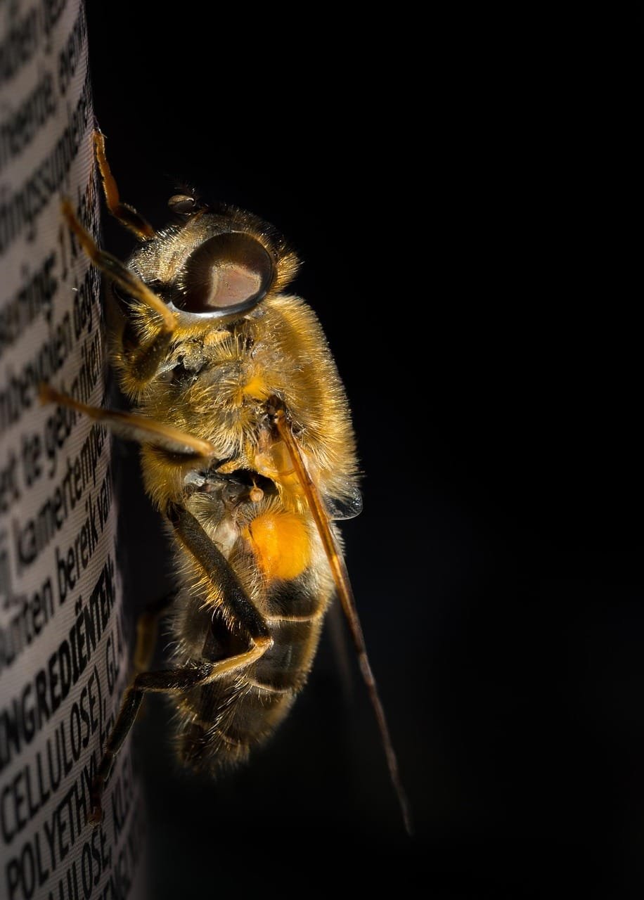 dronefly, macro, insect, fly, face, head, nature, eye, beast, drone-fly, hairy, hoverfly, tenax, crawling, close up, details, yellow, bee, black eye, black bee