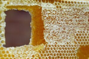 honeycomb, comb, honey, wax cells, frame, hive, cells, golden, runny, capped comb, eat, bees, close-up, detail, brown frame, brown eating, brown bee, honeycomb, honeycomb, honeycomb, honeycomb, honeycomb, honey, hive