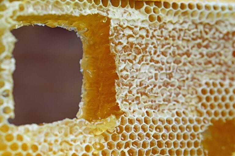 honeycomb, comb, honey, wax cells, frame, hive, cells, golden, runny, capped comb, eat, bees, close-up, detail, brown frame, brown bee, honeycomb, honey, hive