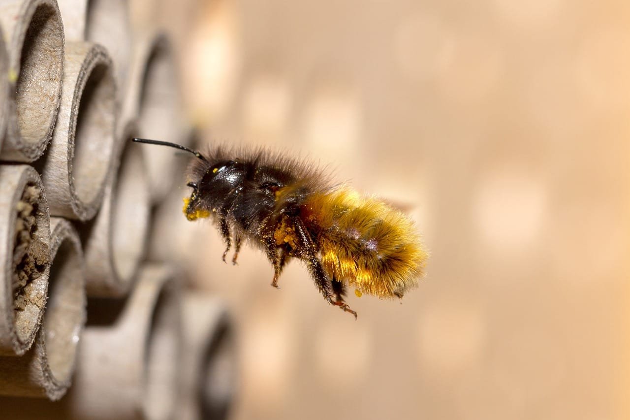 wild bee, bee, insect, wild bees, close up, nature, macro, mason bee, pollination, insects, animal, macro shot, natural reserve, wild bee, mason bee, mason bee, mason bee, mason bee, mason bee