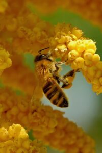 flower, palm flower, bee, nature, insect, beautiful flowers, honey bee, flower wallpaper, pollen, flower background, pollination