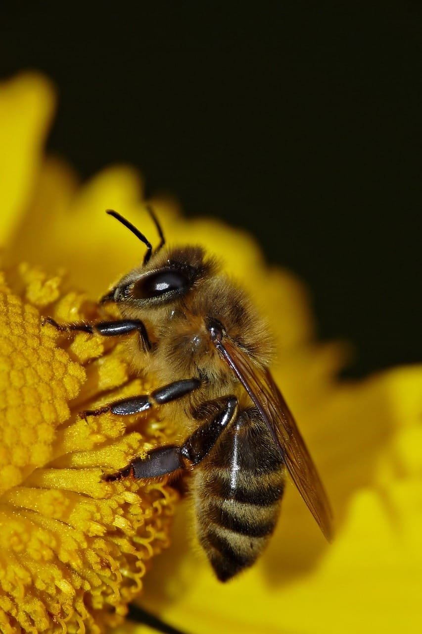 bee, insect, flower background, flower, beautiful flowers, honey bee, pollen, nectar, yellow flower, plant, nature, garden, flora, flower wallpaper, animal world, closeup